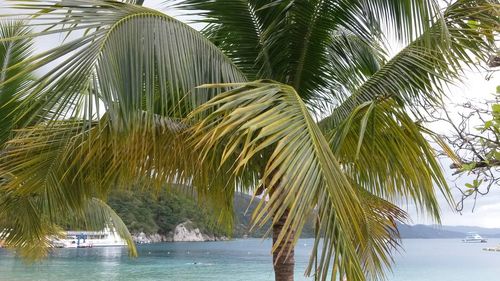 Palm tree by sea against sky