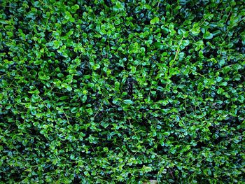 Full frame shot of plants