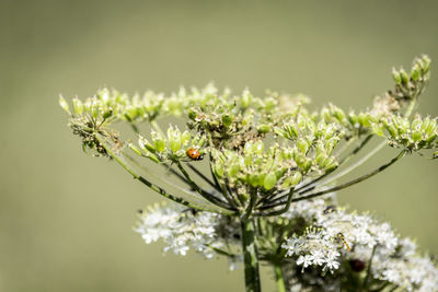 Close-up of flowers on plant