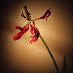Close-up of red flower