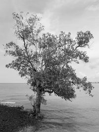 Tree by sea against sky