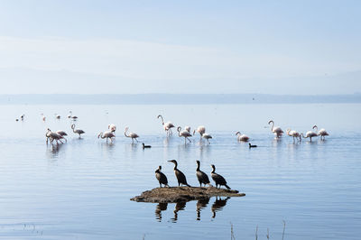 Birds in lake against sky