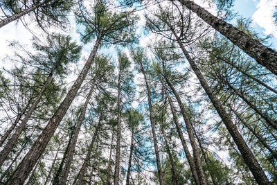 Low angle view of bamboo trees in forest