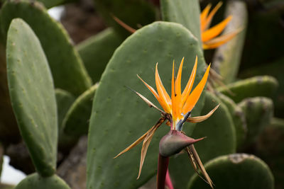 Close-up of succulent plant