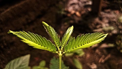 Close-up of fern leaves