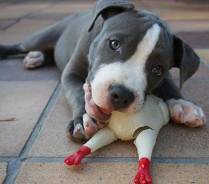 Portrait of a dog