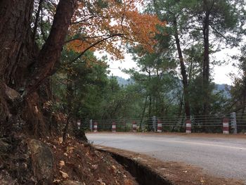 Road along trees