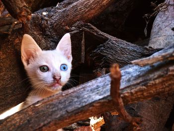 Portrait of kitten on wood