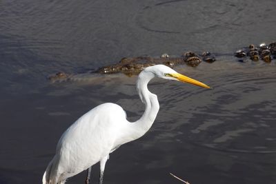 White heron in lake