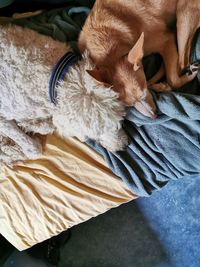 High angle view of dog sleeping on bed