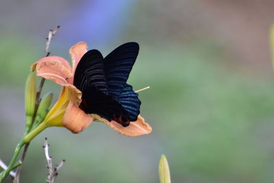 Close-up of butterfly on purple flower