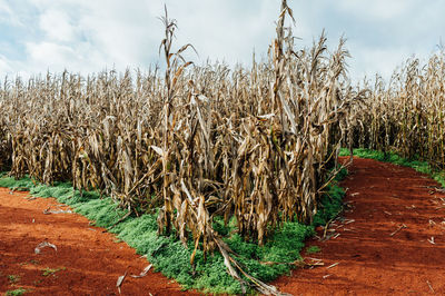 Crops growing on field against sky