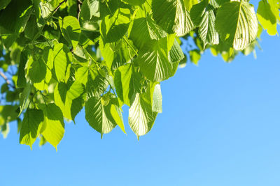 Low angle view of tree against clear blue sky