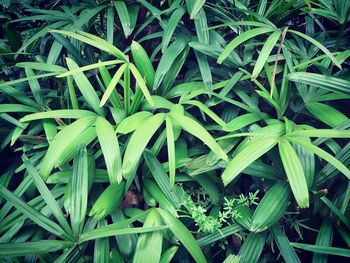 Full frame shot of plants