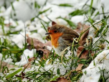 Close-up of bird perching on plant