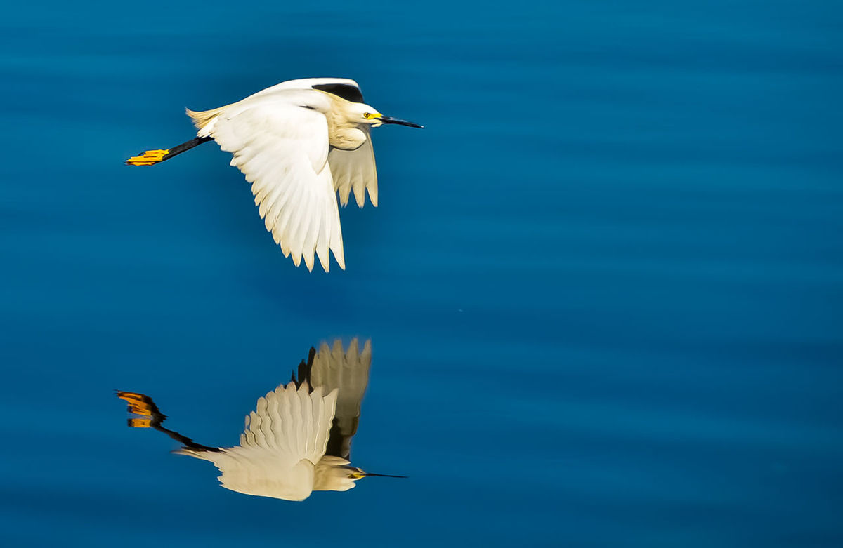 BIRDS FLYING OVER LAKE