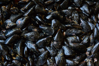 Blue mussels pattern, healthy seafood