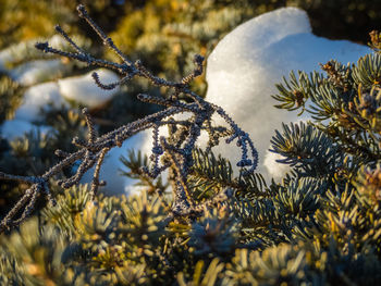 Close-up of snow on plant