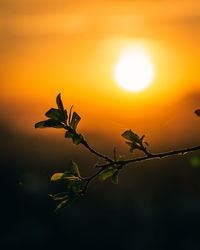 Close-up of orange plant against sky during sunset