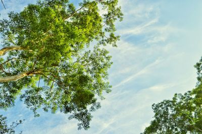 Low angle view of tree against sky