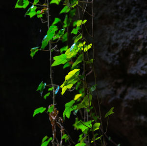 Close-up of leaves