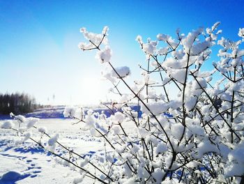 Snow covered landscape