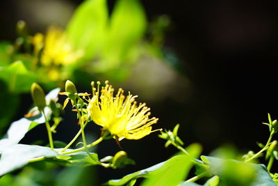 Close-up of yellow flowering plant