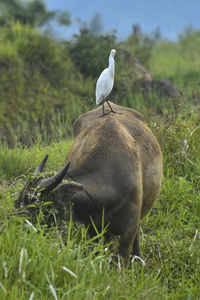 Bird perching on a field