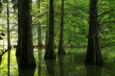 Scenic view of trees in forest