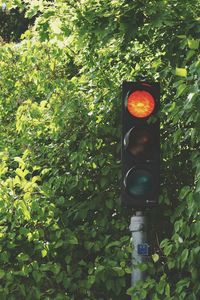 Traffic signal against trees