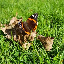 Butterfly perching on leaf in field