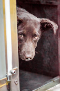 Close-up portrait of a dog