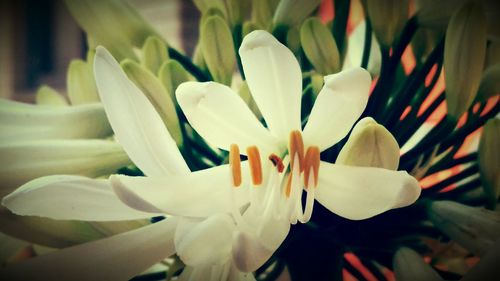 Close-up of white flowers