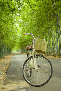 Bicycle on footpath in forest