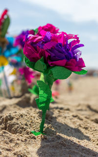 Close-up of flowers against blurred background