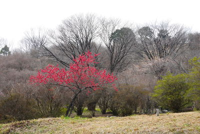 Flowering trees on field against sky during autumn