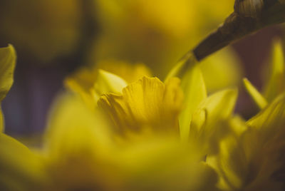 Close-up of yellow flowers