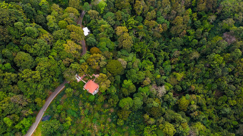 High angle view of flower trees in forest