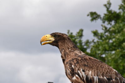 Low angle view of eagle against sky