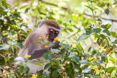 Monkey on tree