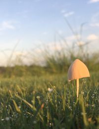 Close-up of mushrooms growing on field against sky