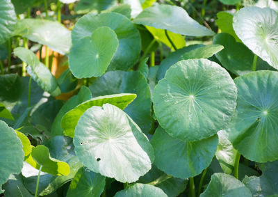 Close-up of plants