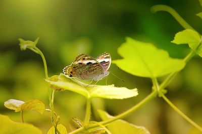 Close-up of butterfly pollinating flower