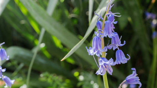 Close-up of purple flowering plant