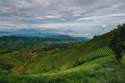 Scenic view of agricultural field against sky