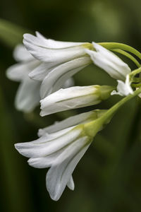 Close-up of white flowers