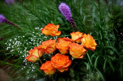 Close-up of orange flowers blooming outdoors