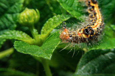 Close-up of spider on web