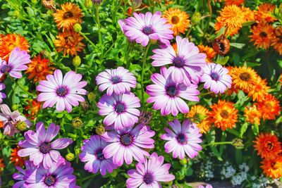 High angle view of purple flowers