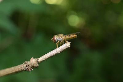 Close-up of insect on branch